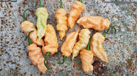 Bhut Jolokia (Ghost) Peach WM - Pepper Seeds - White Hot Peppers